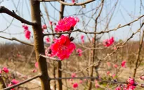 Đào "cười", người vui