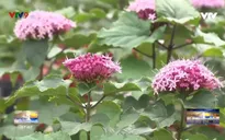 Cúc Hỏa Châu – Giống hoa mới của ông Giáo Tiếp