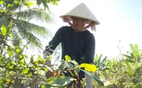 "Hốt bạc" công việc ngày cận Tết, nhặt lá kiếm vài trăm nghìn đồng