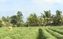 ĐBCSL: Tất bật chăm sóc hoa kiểng phục vụ Tết