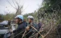 "Đào rừng dân trồng vẫn được chơi Tết"