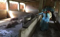 Chi hỗ trợ cho người chăn nuôi bị thiệt hại do dịch tả lợn châu Phi