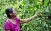 Khi người dân hộ nghèo tự nguyện xin thoát nghèo