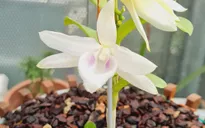 Gặp gỡ nghệ nhân có đam mê cháy bỏng với hoa lan
