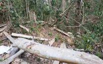 Bắt giam Chủ tịch Công ty trong vụ phá 30.000 m2 rừng để "trồng rừng"