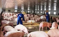Giá thịt lợn tăng lên từng ngày