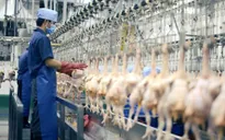 Xuất khẩu sản phẩm chăn nuôi tăng trưởng cao