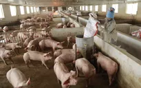 Giá lợn hơi chạm đáy, thịt lợn ở chợ và siêu thị vẫn "đứng im"