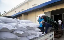 Nghị quyết 128 gỡ “nút thắt” thiếu lao động cho doanh nghiệp xuất khẩu gạo