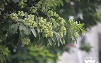 Hà Nội lãng mạn mùi hoa sữa