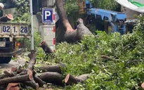 Hà Nội: Cây cổ thụ bất ngờ bật rễ đổ vào nhà dân trên phố Lý Thái Tổ