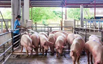 Giá lợn hơi “tuột dốc”, người chăn nuôi khốn đốn