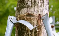 Hà Nội yêu cầu điều chỉnh các khung sắt bao quanh thân cây xanh