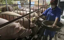 Giá lợn giảm sâu, nông dân “treo chuồng”, nguy cơ thiếu thịt vào cuối năm