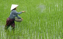 Bát nháo thị trường phân bón