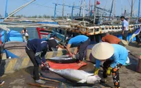 "Thẻ vàng" của EC với thuỷ sản Việt Nam: Cảnh báo “bay màu” vàng sang đỏ
