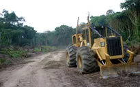 Congo sẽ cấm xuất khẩu gỗ tròn để giảm phá rừng, phục hồi và tái tạo rừng tự nhiên