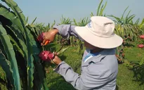 Thanh long Bình Thuận được cấp "giấy thông hành" vào Nhật Bản