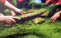 Thưởng thức cốm Tú Lệ - đặc sản núi rừng Tây Bắc