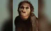 Phát hiện hóa thạch người cổ đại đi bằng hai chân như người và leo trèo như vượn