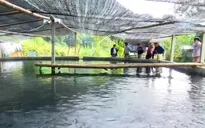 Mạnh dạn để thoát nghèo