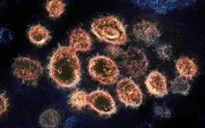 Moderna và nhiều hãng dược xúc tiến nghiên cứu vaccine ngăn chặn "siêu" biến thể Omicron
