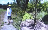 Cảnh giác tình trạng trộm cây mai kiểng cuối năm