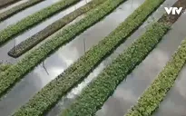 Vườn nổi - giải pháp thích ứng với biến đổi khí hậu