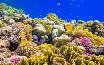 Giới nghiên cứu tìm cách chỉnh sửa gene để cứu các rạn san hô
