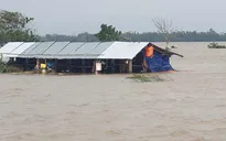Phú Yên: Tìm thấy thi thể hai em nhỏ bị lũ cuốn trôi