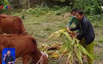 Sợ nghèo để thoát nghèo