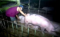 Bắt quả tang đối tượng bơm nước vào lợn để tăng trọng