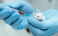 Vaccine “cải lão hoàn đồng” đã thành công trên chuột, người có dùng được không?