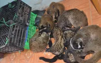 Tăng cường phòng, chống buôn bán trái phép động vật hoang dã