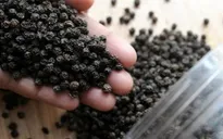 Xuất khẩu hồ tiêu kỳ vọng giành lại mốc tỷ USD