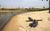 Phát hiện hóa thạch của loài cuốn chiếu kích thước “khủng” bằng chiếc ô tô