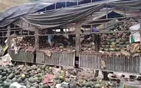 Chủ xe nông sản tắc ở Lạng Sơn: “Không nhanh, hỏng đổ đi hết, xót xa lắm”