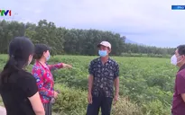 Giao nhận khoán đất trồng rừng sai quy định