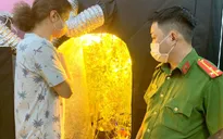 Người nước ngoài thuê nhà để trồng cần sa trong phòng ngủ