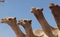 Lạc đà Somalia - món quà của các vị thần