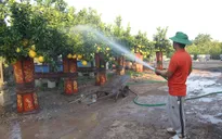 Cây cảnh tết đua nhau giảm giá