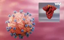 Biến thể Omicron có thể hoạt động như một vaccine tự nhiên