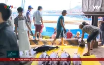 Ngư dân Khánh Hòa phấn khởi vì giá cá ngừ khởi sắc