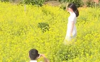 Cánh đồng hoa cải ngày xuân tại Đà Lạt