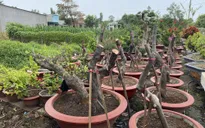 Bắt giữ đối tượng chặt trộm hàng loạt cây hoa giấy dịp Tết