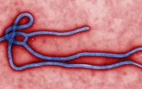 Dịch bệnh Ebola quay trở lại Tây Phi sau 5 năm vắng bóng