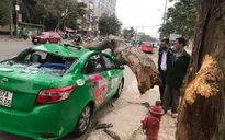 Cây xanh gãy đè bẹp xe taxi, 2 người thoát chết hy hữu