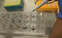 Khí ozone có khả năng khử khuẩn bề mặt có virus SARS-CoV-2