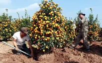 Ôm cả trăm triệu tiền quất Tết, tiểu thương như “ngồi trên đống lửa” vì COVID-19
