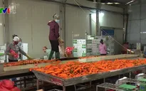 80.000 tấn cà rốt chưa thể tiêu thụ, Hải Dương mong các tỉnh hỗ trợ